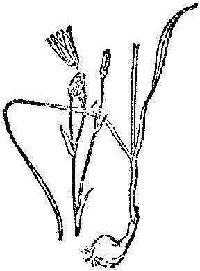 山慈菇